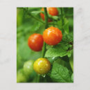 Recherche de fruit de la vigne posters Tomates