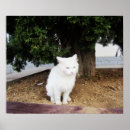 Recherche de troncs posters Animal