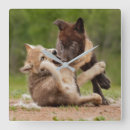 Recherche de loup gris horloges Loups