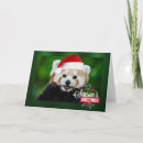 Recherche de ours panda rouge vœux cartes Animaux