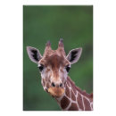 Search for impala posters Kenya