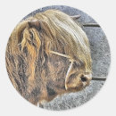 Search for highland cows stickers Animals