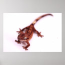 Search for geckos posters Animals