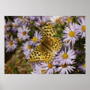 Search for aster flowers posters Butterfly