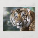 Recherche de sumatra cartes postales Tigre