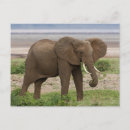 Recherche de tanzanie afrique cartes postales Africain