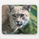 Search for bobcats mousepads Feline