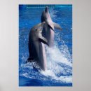 Recherche de de dauphins posters Amoureux des dauphins