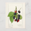 Search for leaf blackberry postcards Blackberries