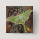 Recherche de luna badges Insecte