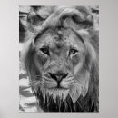 Recherche de regard de lion posters Animal