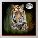 Search for tiger cubs posters Tigers
