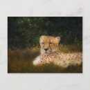 Recherche de savane cartes postales Gros chat