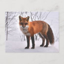 Recherche de fox cartes postales Hiver