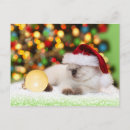Recherche de siestes cartes postales Amoureux des chats