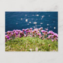 Search for cliffs moher postcards Nature