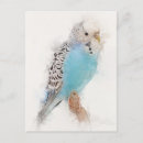 Search for budgie postcards Blue