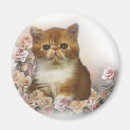 Recherche de chaton persan magnets Animaux
