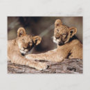 Search for africa postcards Cub