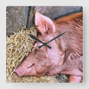 Search for pig clocks Hog