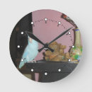 Search for parrotlet Lovebird