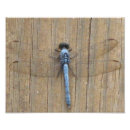 Search for damselfly art posters Wings