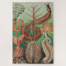 Search for worm puzzles Ernst haeckel