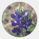 Search for texas bluebonnets stickers Wildflowers