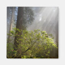 Search for rhododendrons magnets Forest