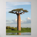 Search for baobab tree art Adansonia