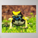Recherche de frog posters Coloré