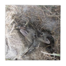 Recherche de lapin sauvage carreaux Faune