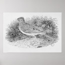 Search for folio posters Bird