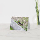 Search for swallow cards Animals
