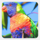 Search for lorikeet stickers Rainbow