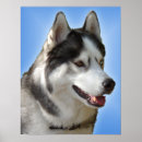 Recherche de husky posters Malamute