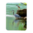 Recherche de deux oiseaux magnets Nature