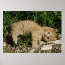 Recherche de gingembre bleu posters Chaton