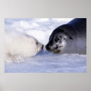 Recherche de banquise art Mignon