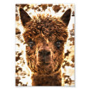 Search for camelid posters Alpaca