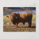 Recherche de highlands cartes postales Animal