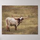 Search for highland cow posters Country