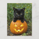 Recherche de cat lantern cartes postales Chaton