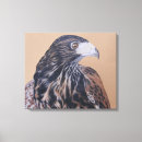 Search for falconry art Raptor