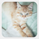 Search for lying down stickers Kitten