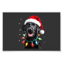 Search for christmas tree lights posters Weimaraner