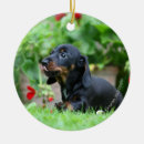 Search for miniature dachshund ornaments Puppy