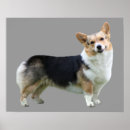 Recherche de welsh corgi posters Pembroke