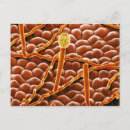 Search for micrography postcards Biology