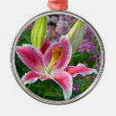 Search for stargazer lily decor Nature